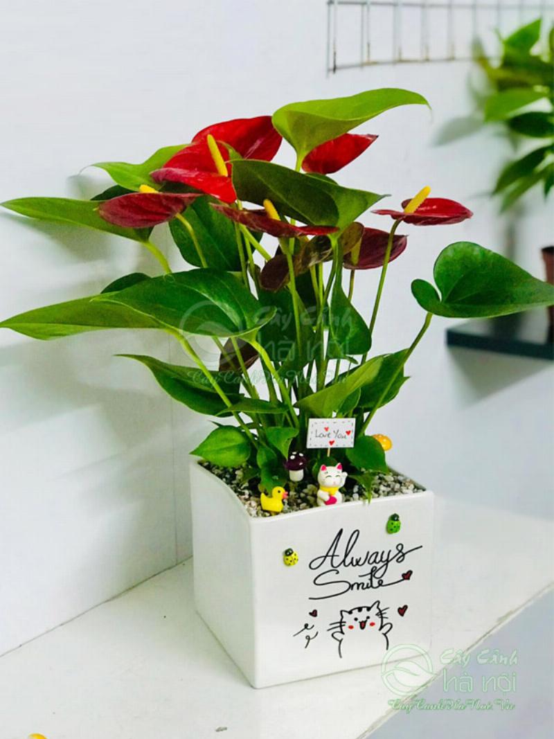 Cây hồng môn đặt ở sảnh vào nhà trang trí nội thất hiện đại